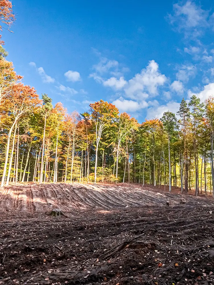 Cleared land